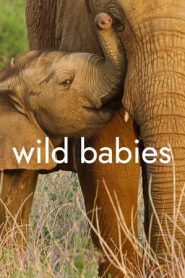 野生動物寶寶第一季